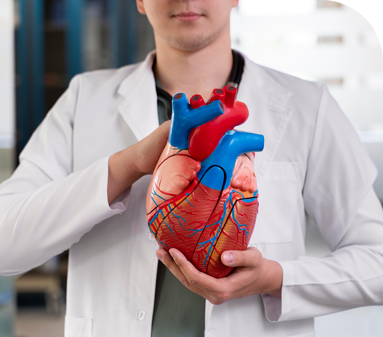 Heart Health Packages 1 Person Holding A Model Heart. Heart Checkup In Dubai
